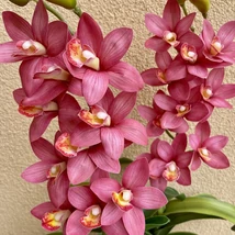 Cserepes orchidea