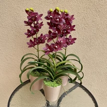 Cserepes orchidea