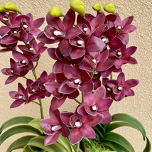 Cserepes orchidea