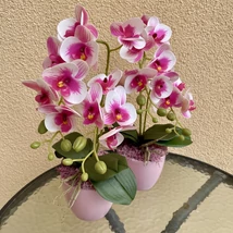 Cserepes orchidea