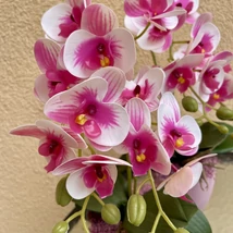 Cserepes orchidea