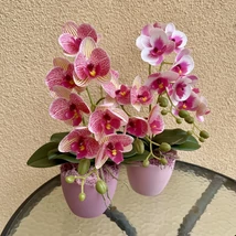 Cserepes orchidea
