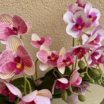 Cserepes orchidea
