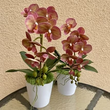 Cserepes orchidea