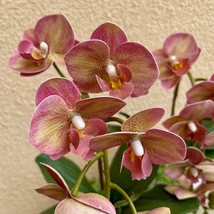 Cserepes orchidea