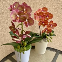 Cserepes orchidea