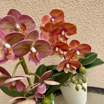 Cserepes orchidea