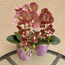 Cserepes orchidea