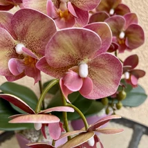 Cserepes orchidea