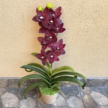 Cserepes orchidea