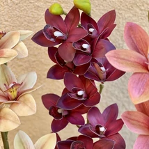 Cserepes orchidea