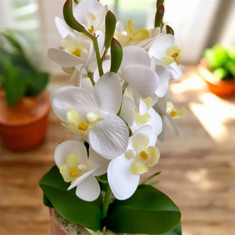 Páros akció - 2 db prémium minőségű, nagy, három szálas, cserepes mű orchidea - 40 cm magas, szíves kaspóban, fehér virággal