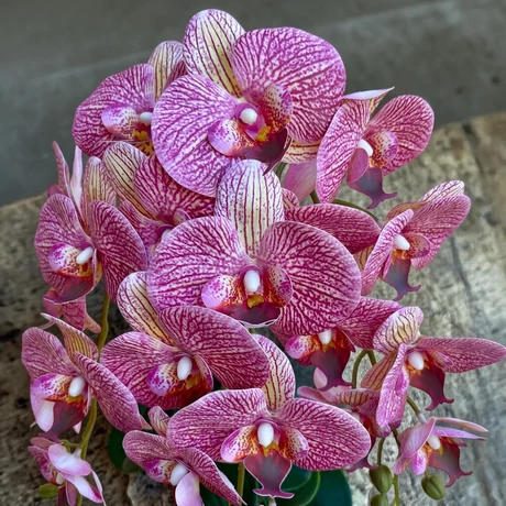 Prémium minőségű, óriás, cserepes mű orchidea -  fehér, közepes, 23x15 cm-es csónak kaspóban, 55 cm magas, 3 szál 7 fejes, cirmos rózsaszín virággal