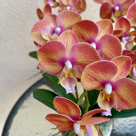 Cserepes orchidea