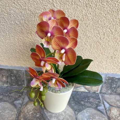 Cserepes orchidea