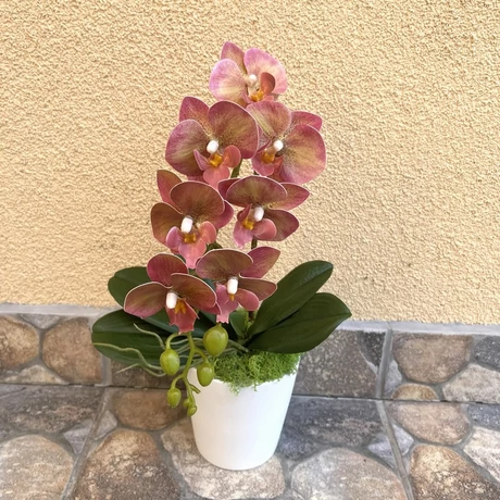 Cserepes orchidea