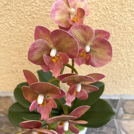 Cserepes orchidea