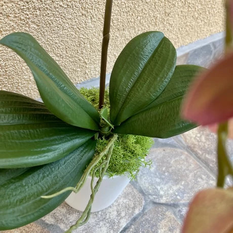 Cserepes orchidea