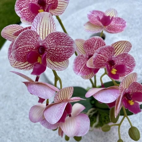 Cserepes orchidea