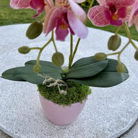 Cserepes orchidea