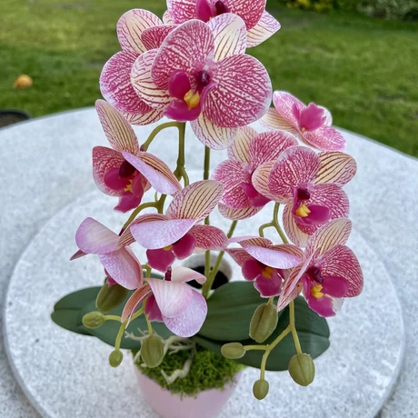 Cserepes orchidea