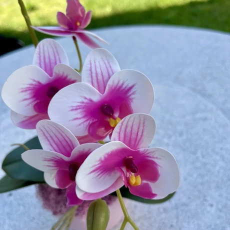 Cserepes orchidea