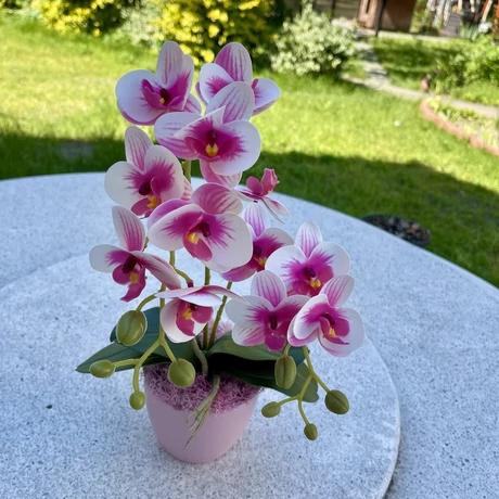 Cserepes orchidea