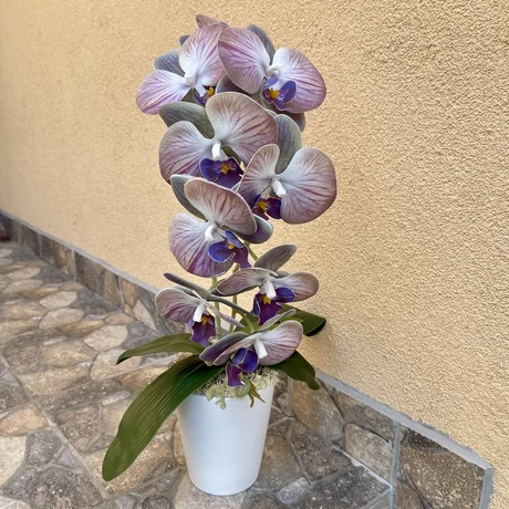 Cserepes orchidea