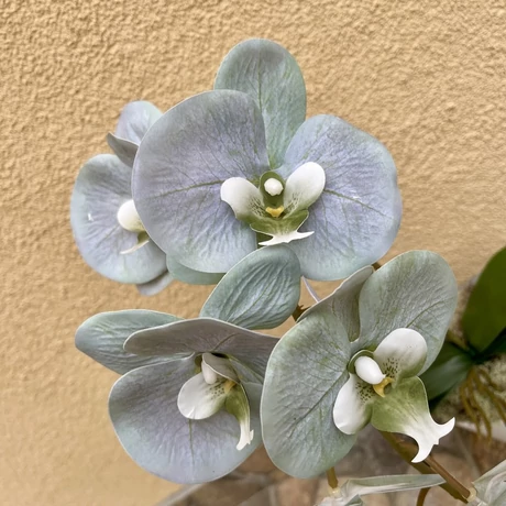 Cserepes orchidea