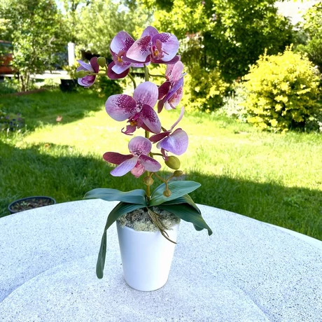 Cserepes orchidea