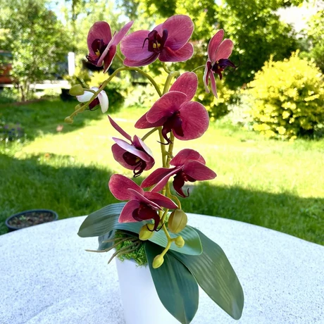 Cserepes orchidea