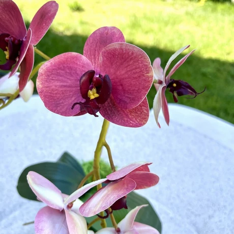 Cserepes orchidea