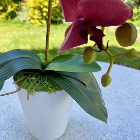 Cserepes orchidea