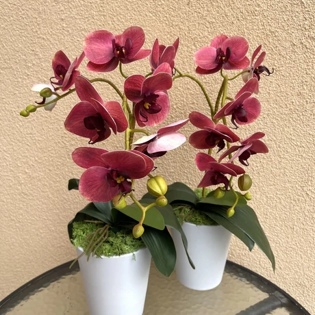 Cserepes orchidea