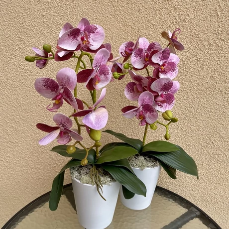 Cserepes orchidea