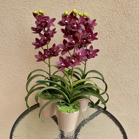 Cserepes orchidea