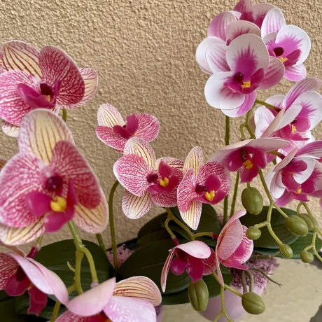 Cserepes orchidea