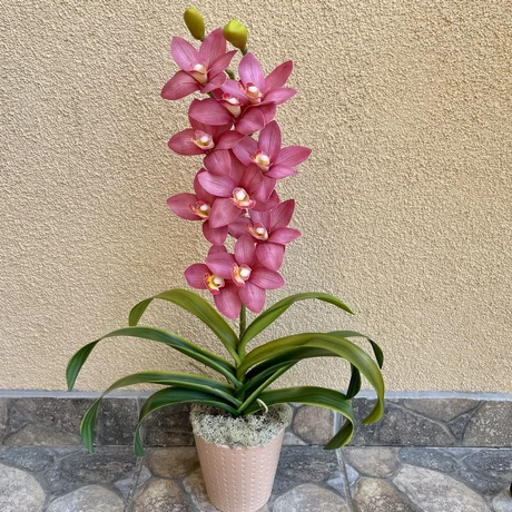 Cserepes orchidea