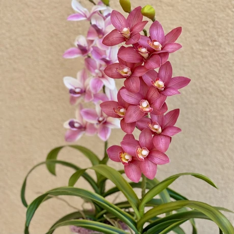 Cserepes orchidea
