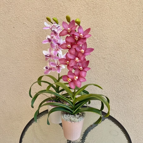 Cserepes orchidea