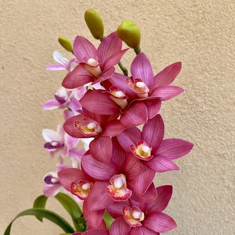 Cserepes orchidea