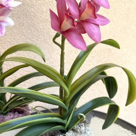 cserepes orchidea